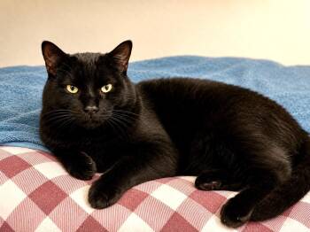 Bombay and American Shorthair Cats Available for Adoption in Mission Viejo, California - Flow, Big Boy! | PetCurious