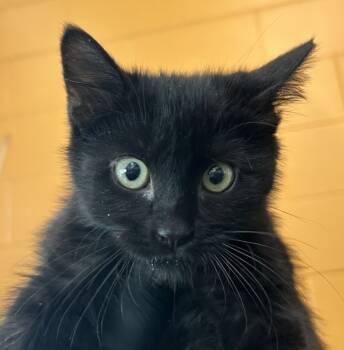 Rescue Domestic Short Hair Cats for Adoption in Golden, Colorado - Luke | PetCurious