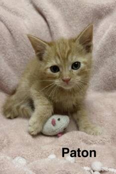 Tabby and Domestic Short Hair Cats Available for Adoption in Buford, Georgia - Patton | PetCurious