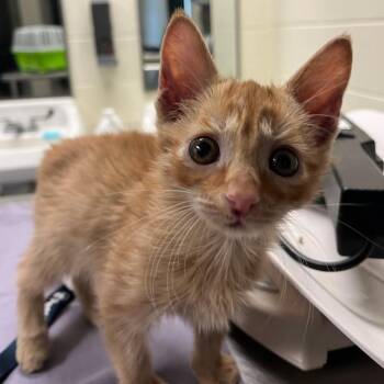 Chimi -  Domestic Short Hair Cat for Adoption in Charlottesville, Virginia - Chimi | PetCurious