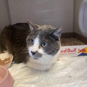 WAGS-Stray-22223 -  Domestic Medium Hair Cat for Adoption in Westminster, California - WAGS-Stray-22223 | PetCurious