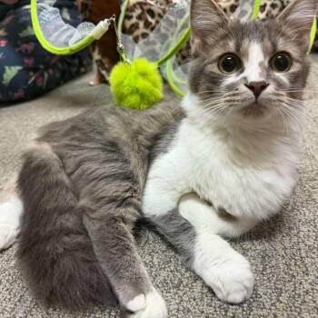 Domestic Medium Hair Cats Available for Adoption in Fredericksburg, Virginia - Bonney | PetCurious