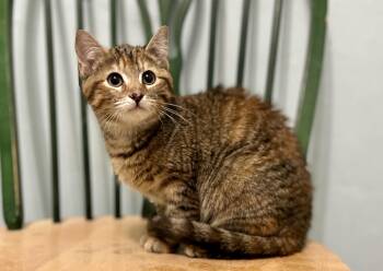 Domestic Short Hair Cats Available for Adoption - Georgie | PetCurious