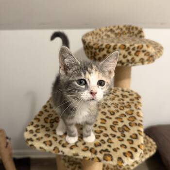 Ava -  Dilute Calico Cat for Adoption in Oriental, North Carolina - Ava | PetCurious