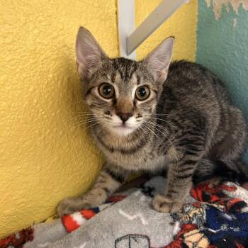 Chestnut -  Domestic Short Hair Cat for Adoption in Fresno, California - Chestnut | PetCurious