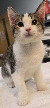 Domestic Short Hair Cats Available for Adoption in Murphysboro, Illinois - McKale | PetCurious