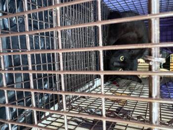 Jackie -  Domestic Short Hair Cat for Adoption in Davidson, North Carolina - Jackie | PetCurious