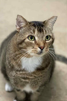 Rescue Domestic Short Hair Cats for Adoption in River Ridge, Louisiana - Pops | PetCurious