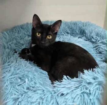 Rescue Domestic Short Hair Cats for Adoption in Atlanta, Georgia - Bodie | PetCurious