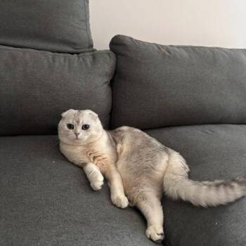 ICE -  Scottish Fold Cat for Adoption in Toronto, Ontario - ICE | PetCurious