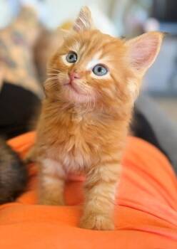 BOBBY -  Domestic Medium Hair Cat for Adoption in Santa Clara, California - BOBBY | PetCurious