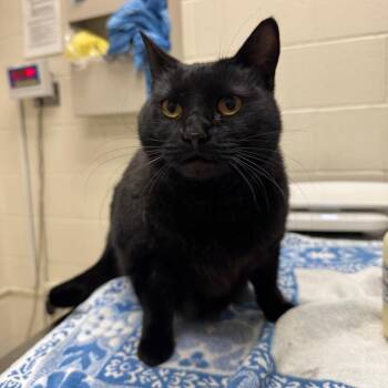 Zelda -  Domestic Short Hair Cat for Adoption in Murray, Utah - Zelda | PetCurious