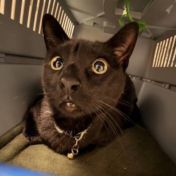 Missy -  Domestic Short Hair Cat for Adoption in Philadelphia, Pennsylvania - Missy | PetCurious