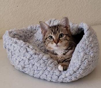 Domestic Short Hair Cats Available for Adoption - Astra | PetCurious
