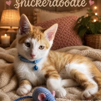 Snickerdoodle -  Domestic Medium Hair Cat for Adoption in Inman, South Carolina - Snickerdoodle | PetCurious