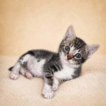 Domestic Short Hair Cats Available for Adoption in Miami, Florida - Mowse  | PetCurious