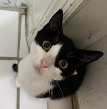 Ocean -  Domestic Short Hair Cat for Adoption in Hudson, New Hampshire - Ocean | PetCurious