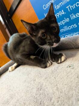 Oliver -  Domestic Short Hair Cat for Adoption in Rowlett, Texas - Oliver | PetCurious