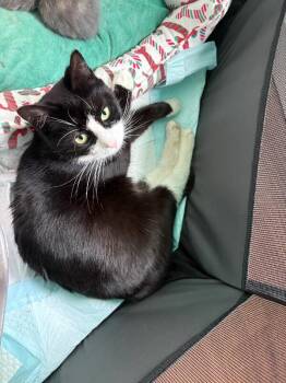 American Shorthair Cats Available for Adoption - Belle | PetCurious