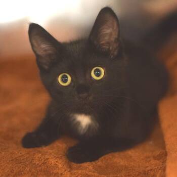 Pepper -  Domestic Short Hair Cat for Adoption in Belleville, Illinois - Pepper | PetCurious