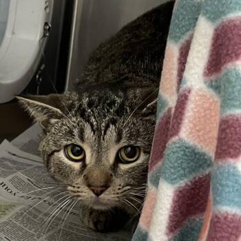 Blanket and Bartholomew -  Domestic Short Hair Cat for Adoption in Pittsburgh, Pennsylvania - Blanket And Bartholomew | PetCurious
