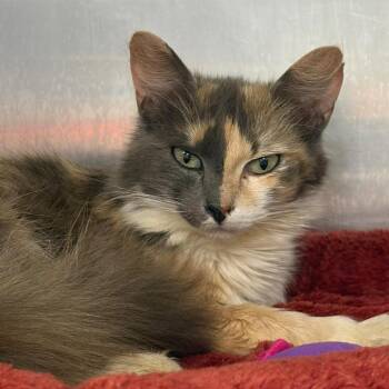 Domestic Long Hair Cats Available for Adoption in Greenville, South Carolina - Capurrese | PetCurious