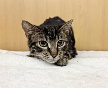 Domestic Medium Hair Cats Available for Adoption - DANNY | PetCurious