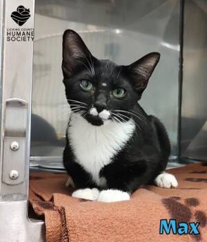 Max -  Domestic Short Hair Cat for Adoption in Heath, Ohio - Max | PetCurious