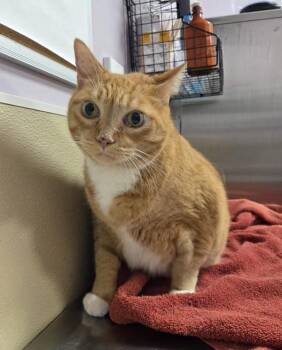 William -  Domestic Short Hair Cat for Adoption in Vancouver, Washington - William | PetCurious
