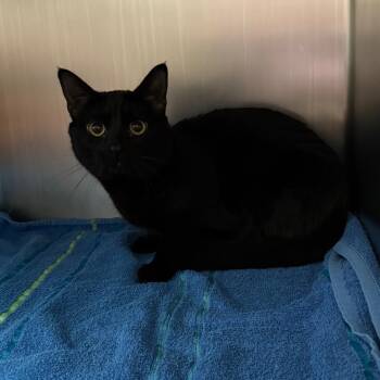 Rescue Domestic Short Hair Cats for Adoption in Council Bluffs, Iowa - Little Nicky | PetCurious