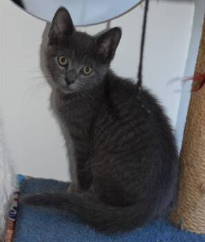 BARCODE -  Domestic Short Hair Cat for Adoption in Sarasota, Florida - BARCODE | PetCurious