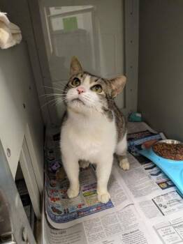 Reggie -  Domestic Medium Hair and Domestic Short Hair Cat for Adoption in Louisburg, North Carolina - Reggie | PetCurious
