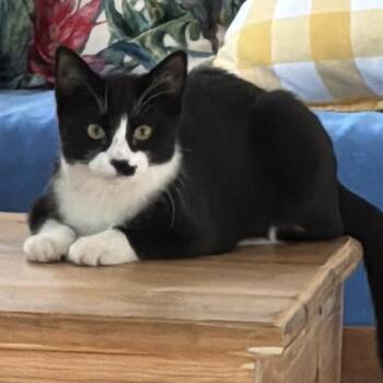 Ghost -  American Shorthair Cat Available for Adoption in Freeport, Florida - Ghost | PetCurious