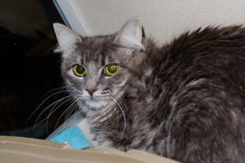 Salmon -  Domestic Medium Hair and Domestic Short Hair Cat for Adoption in Longmont, Colorado - Salmon | PetCurious