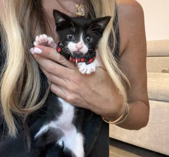 Felix - The Sweetie Pie -  Domestic Short Hair Cat for Adoption in Carolina, Carolina - Felix - The Sweetie Pie | PetCurious