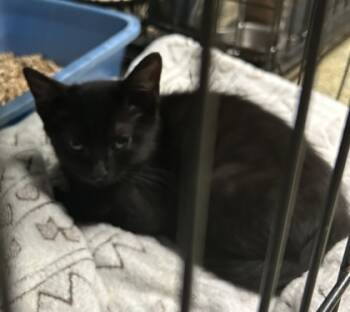 Rescue Domestic Short Hair Cats for Adoption in Anderson, Indiana - Pogo | PetCurious