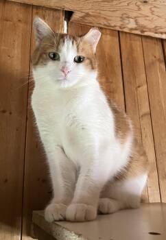 LAGON (CR-SC) -  Domestic Short Hair Cat for Adoption in Sainte-angèle-de-monnoir, Quebec - LAGON (CR-SC) | PetCurious