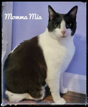 Domestic Short Hair Cats Available for Adoption - Momma Mia | PetCurious