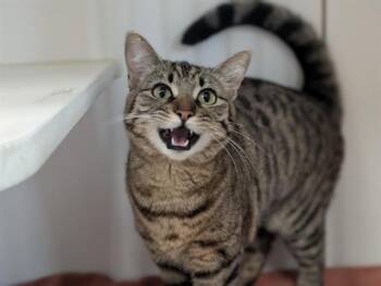 GABRIELLE -  Domestic Short Hair Cat for Adoption in Camarillo, California - GABRIELLE | PetCurious