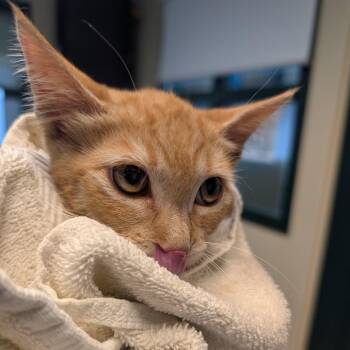 Cheetah -  Domestic Short Hair Cat for Adoption in Pasadena, California - Cheetah | PetCurious