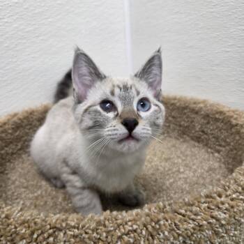 Jane -  Siamese Cat for Adoption in Long Beach, California - Jane | PetCurious