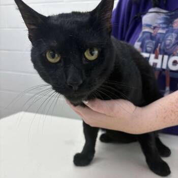 Domestic Short Hair Cats Available for Adoption - Norman | PetCurious