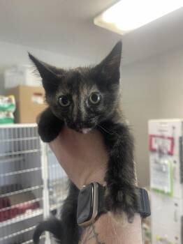 Domestic Short Hair Cats Available for Adoption in Bolivar, Missouri - Fiddler | PetCurious