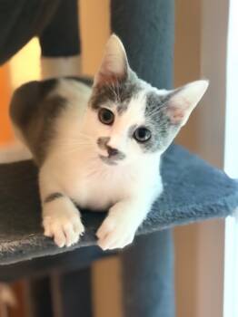 Wendell -  Domestic Short Hair Cat for Adoption in Woodinville, Washington - Wendell | PetCurious