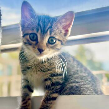 Gus -  Domestic Short Hair Cat for Adoption in Westhampton, New York - Gus | PetCurious