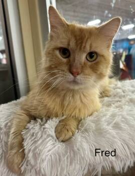 Rescue Domestic Long Hair Cats for Adoption in Ballwin, Missouri - Fred | PetCurious