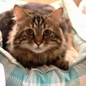 Domestic Medium Hair Cats Available for Adoption in Pickering, Ontario - Felix (bonded With Kane) | PetCurious