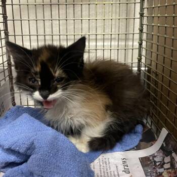 Purrty Girly -  Domestic Short Hair Cat for Adoption in San Antonio, Texas - Purrty Girly | PetCurious