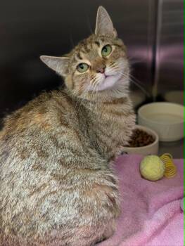 Tumble -  Domestic Short Hair Cat for Adoption in Chambersburg, Pennsylvania - Tumble | PetCurious