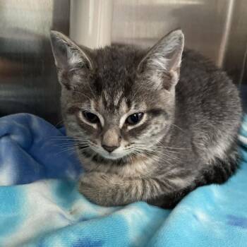 Indigo -  Domestic Short Hair Cat for Adoption in Philadelphia, Pennsylvania - Indigo | PetCurious
